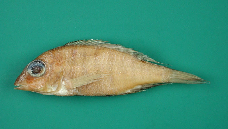 Placidochromis ordinarius 'Chuanga'